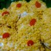 huevos-rellenos-receta-casera